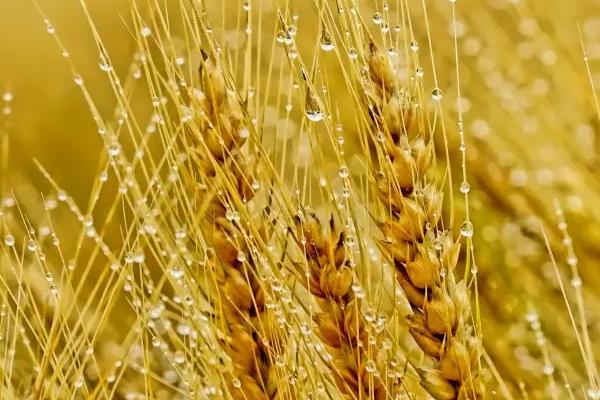 华北平原小麦收割季节