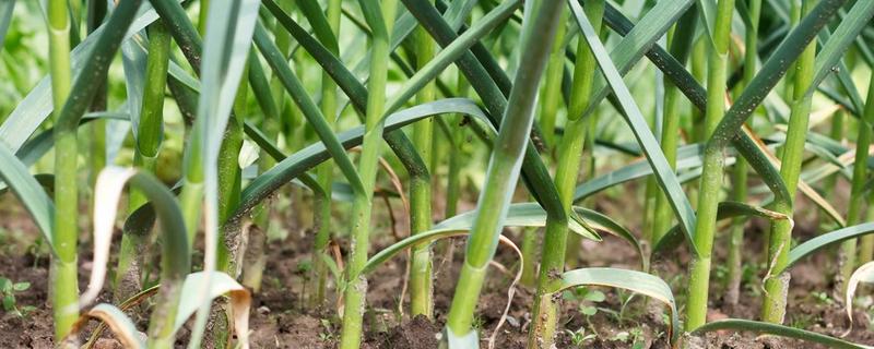 十月份种什么蔬菜