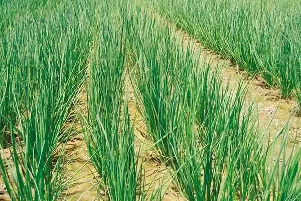 十月份种什么蔬菜