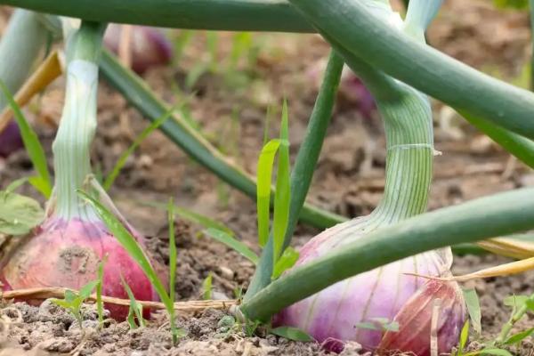 越冬洋葱的种植时间
