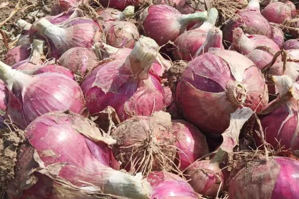 越冬洋葱的种植时间