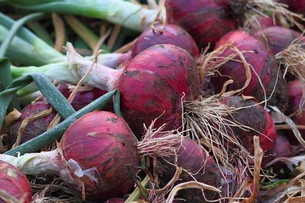 越冬洋葱的种植时间