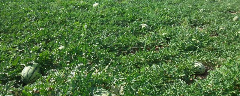 西瓜最晚可以几月份种