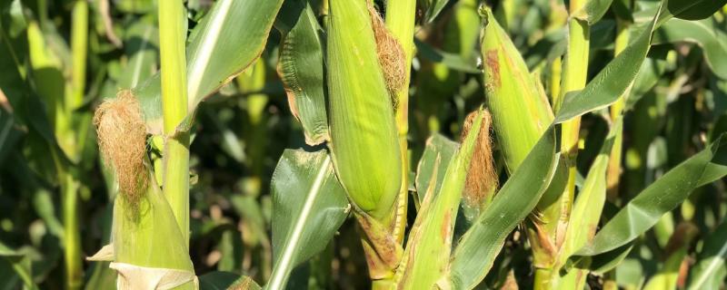 玉米几月播种,几月收获