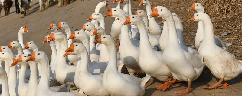 鹅脚软站不起来用什么药