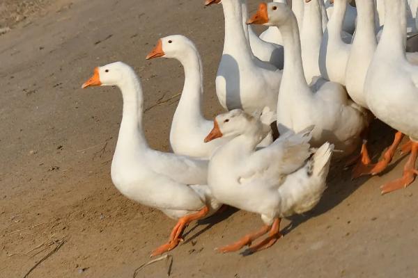 鹅脚软站不起来用什么药