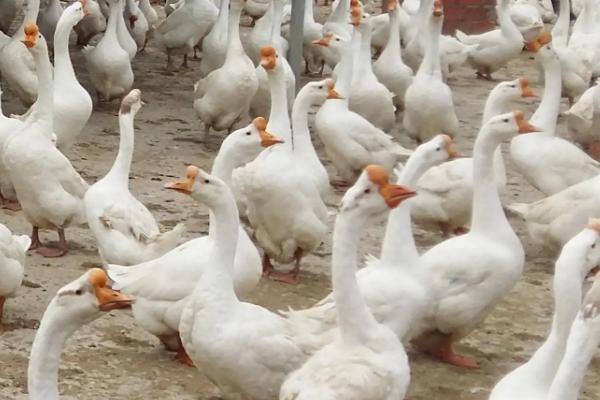 鹅脚软站不起来用什么药