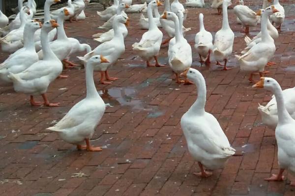 鹅脚软站不起来用什么药