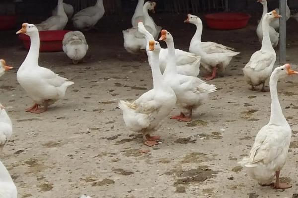 鹅脚软站不起来用什么药