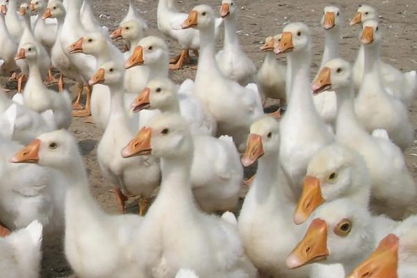 鹅脚软站不起来用什么药