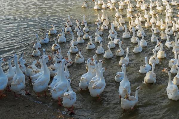 鹅脚软站不起来用什么药
