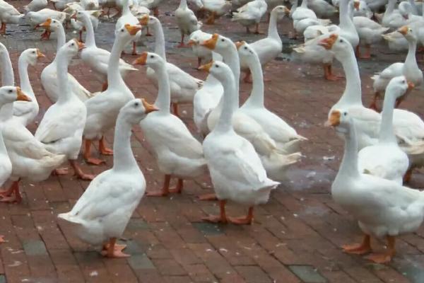 鹅脚软站不起来用什么药