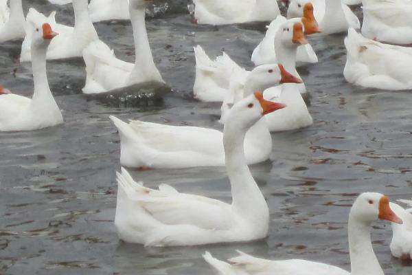 鹅脚软站不起来用什么药