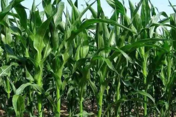 玉米拔节期是几片叶