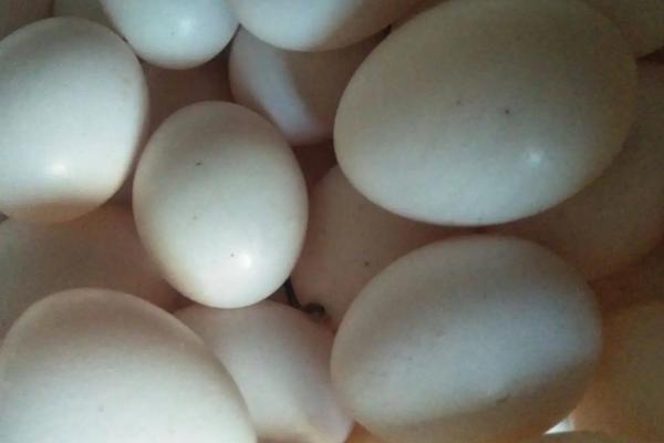 鸽子孵化温度和湿度多少最合适