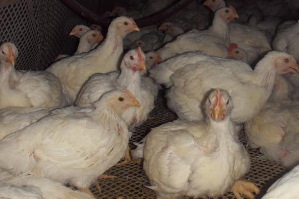 小鸡雏喂土霉素三天隔几天喂下次