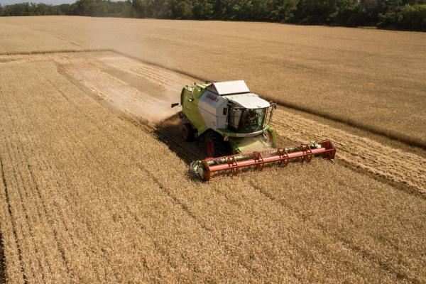 割麦子是几月份