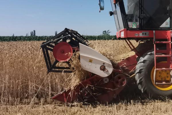 割麦子是几月份