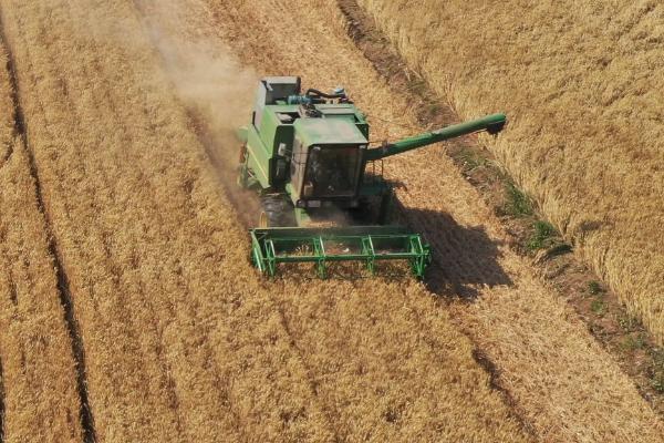 割麦子是几月份