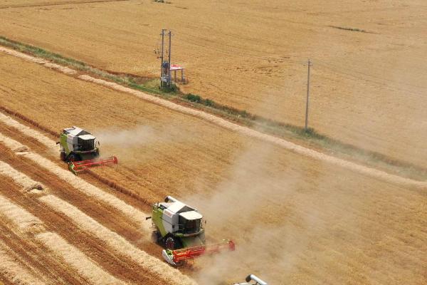 割麦子是几月份