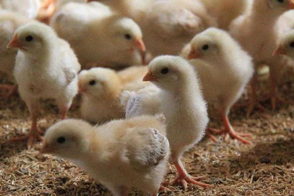 小鸡雏喂土霉素三天隔几天喂下次