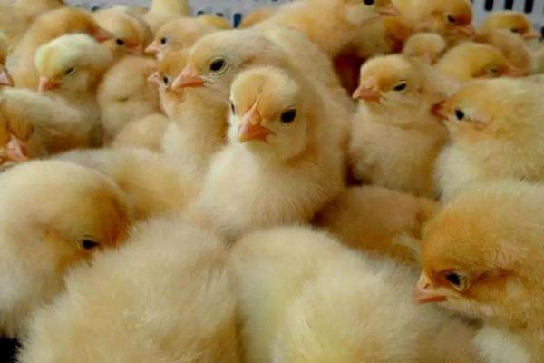 小鸡雏喂土霉素三天隔几天喂下次