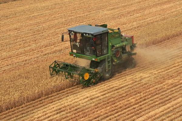 芒种几天割麦子