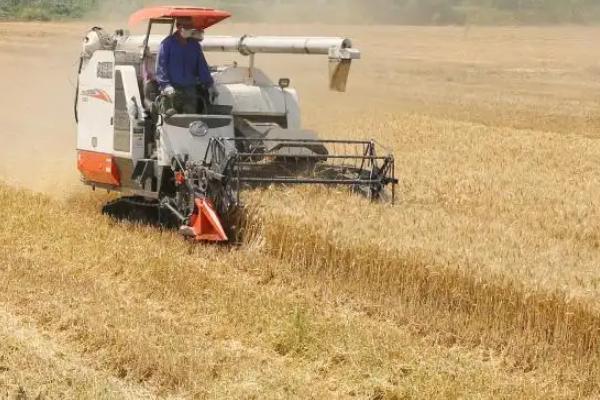 芒种几天割麦子