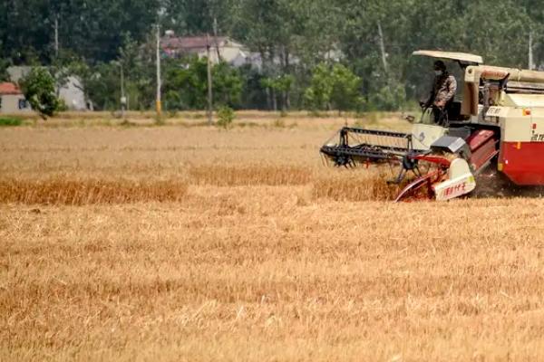 芒种几天割麦子