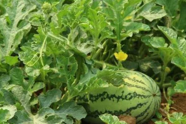 西瓜坐果期缺水的表现