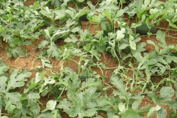 西瓜坐果期缺水的表现