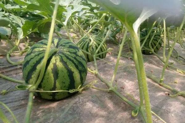 西瓜坐果期缺水的表现