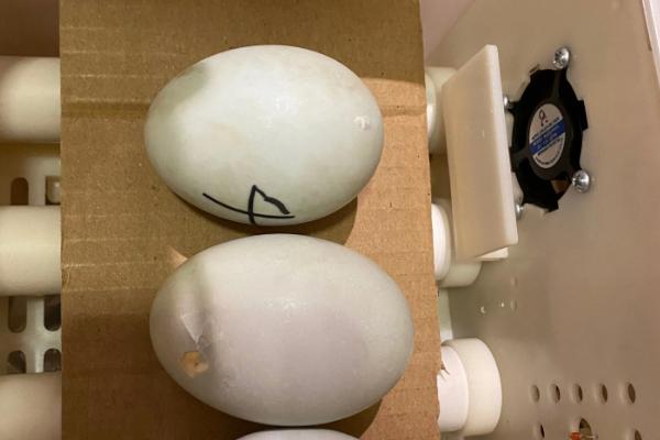 鸭子多少天能孵化出来