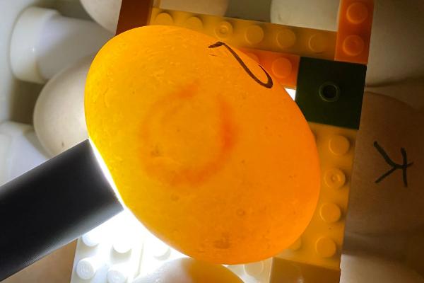 鸭子多少天能孵化出来