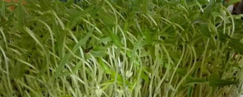 1斤绿豆能发几斤豆芽