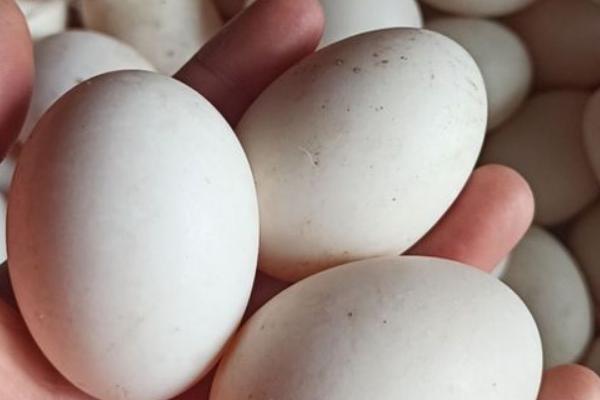 鸭子多少天能孵化出来