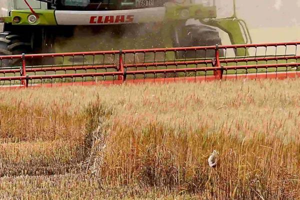 芒种几天割麦子