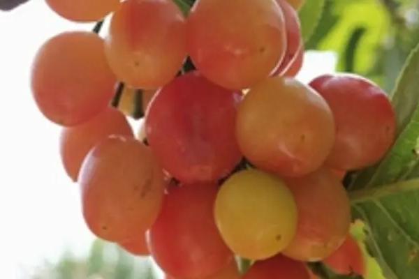 南阳樱桃品种介绍