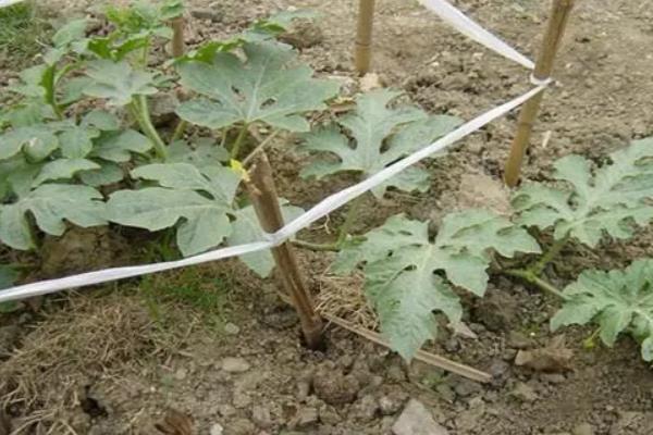 西瓜坐果后侧枝还要修剪吗