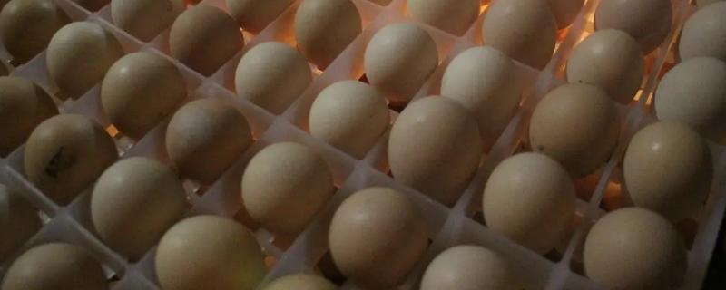 孵化蛋凉多久会死