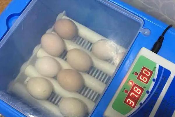 孵化蛋凉多久会死