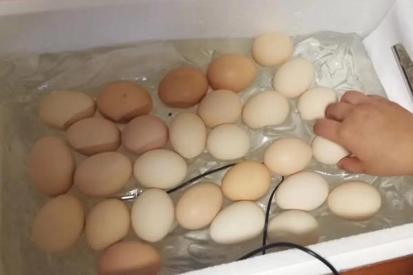 孵化蛋凉多久会死