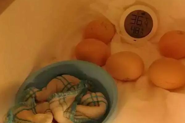 孵化蛋凉多久会死
