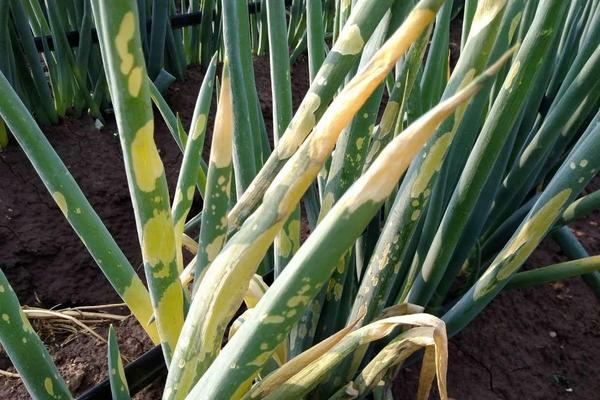 大葱干尖黄叶用什么药