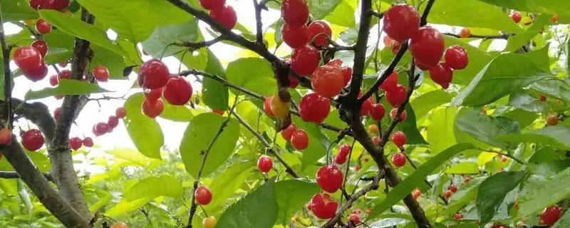 红南阳樱桃的特点
