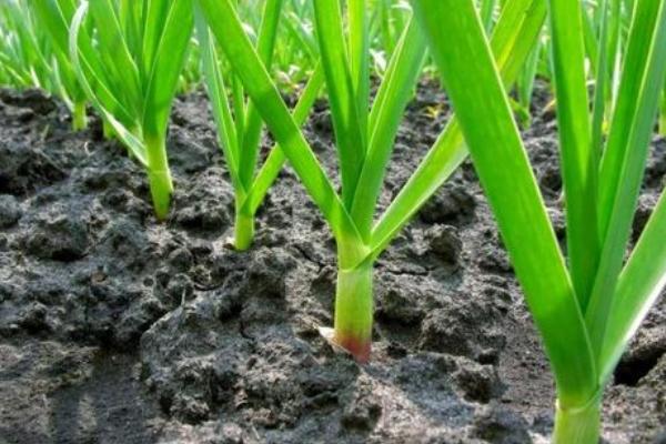 复合肥肥效能持续多久