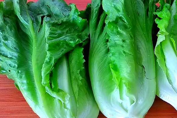 生菜和油麦菜是不是十字花科