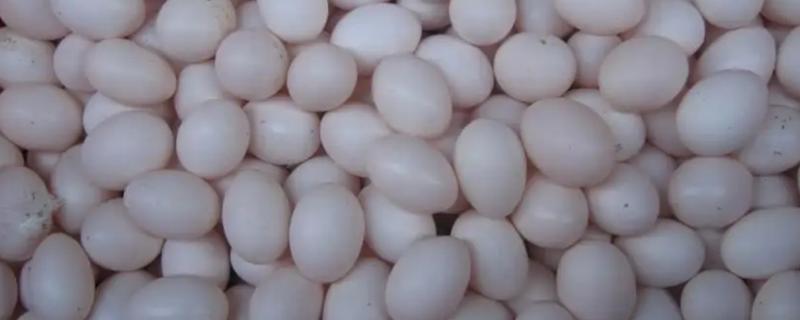 鸽子孵化温度和湿度多少最合适