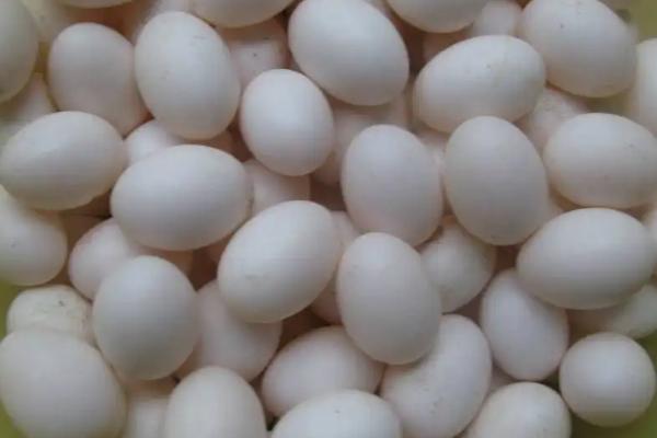 鸽子孵化温度和湿度多少最合适