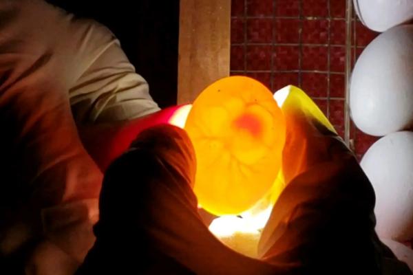 鸽子孵化温度和湿度多少最合适